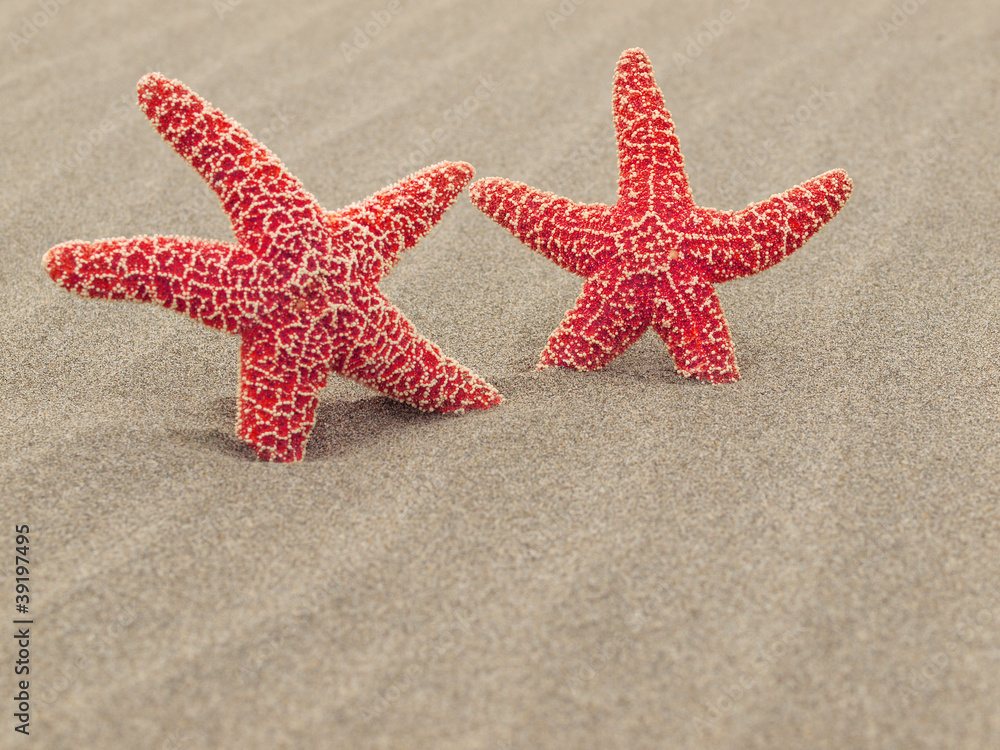 Two Red Starfish on the Beach with Windswept Sand Ripples Two Red Starfish on the Beach with Windswept Sand Ripples