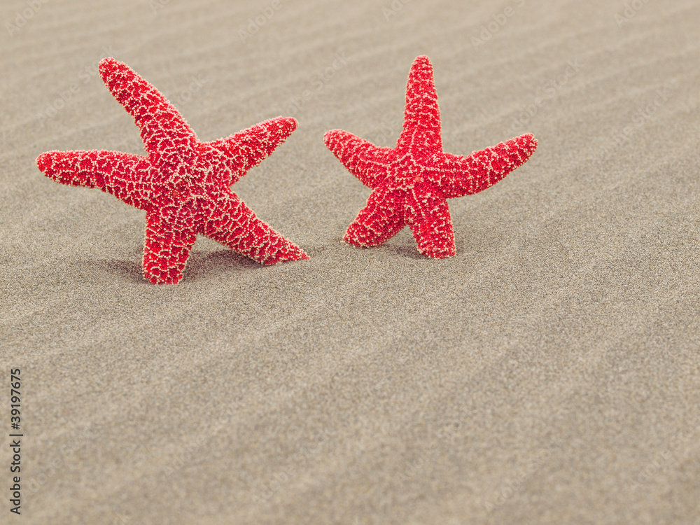 Two Red Starfish on the Beach with Windswept Sand Ripples Two Red Starfish on the Beach with Windswept Sand Ripples