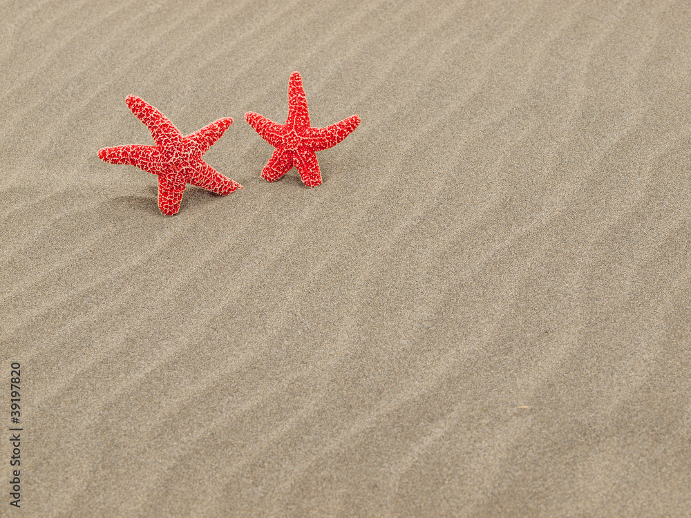 Two Red Starfish on the Beach with Windswept Sand Ripples Two Red Starfish on the Beach with Windswept Sand Ripples
