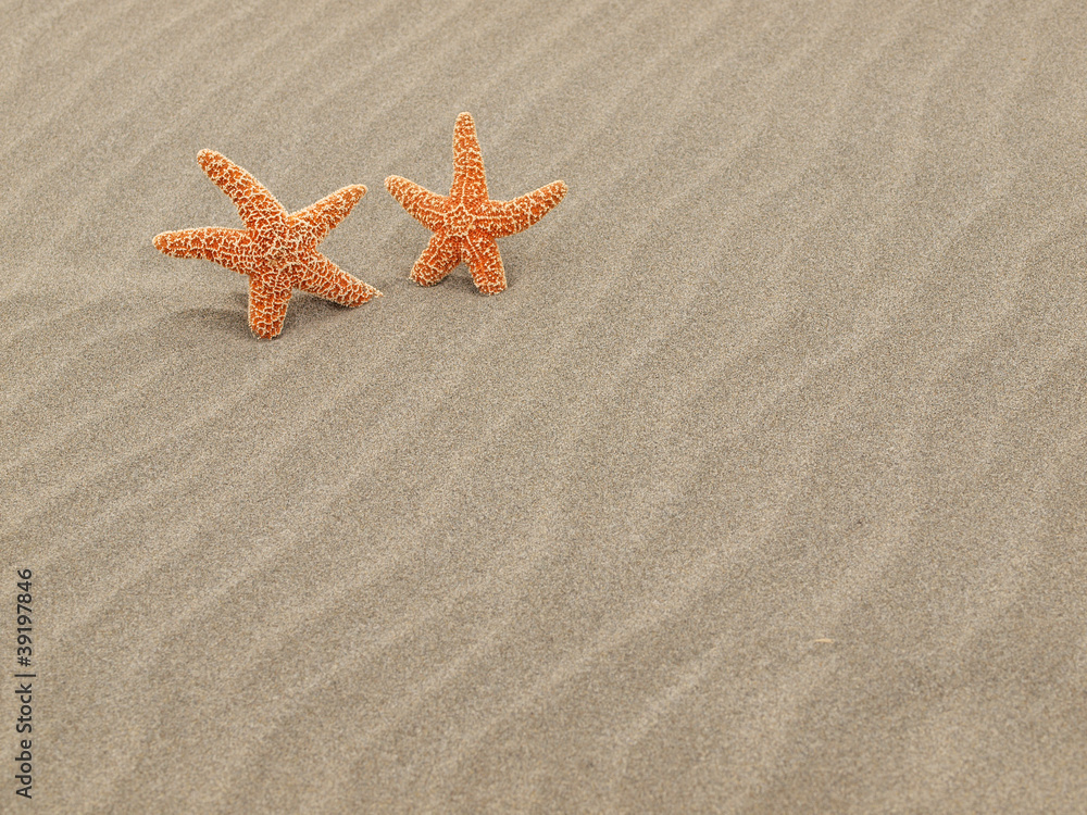 Two Starfish on the Beach with Windswept Sand Ripples Two Starfish on the Beach with Windswept Sand Ripples