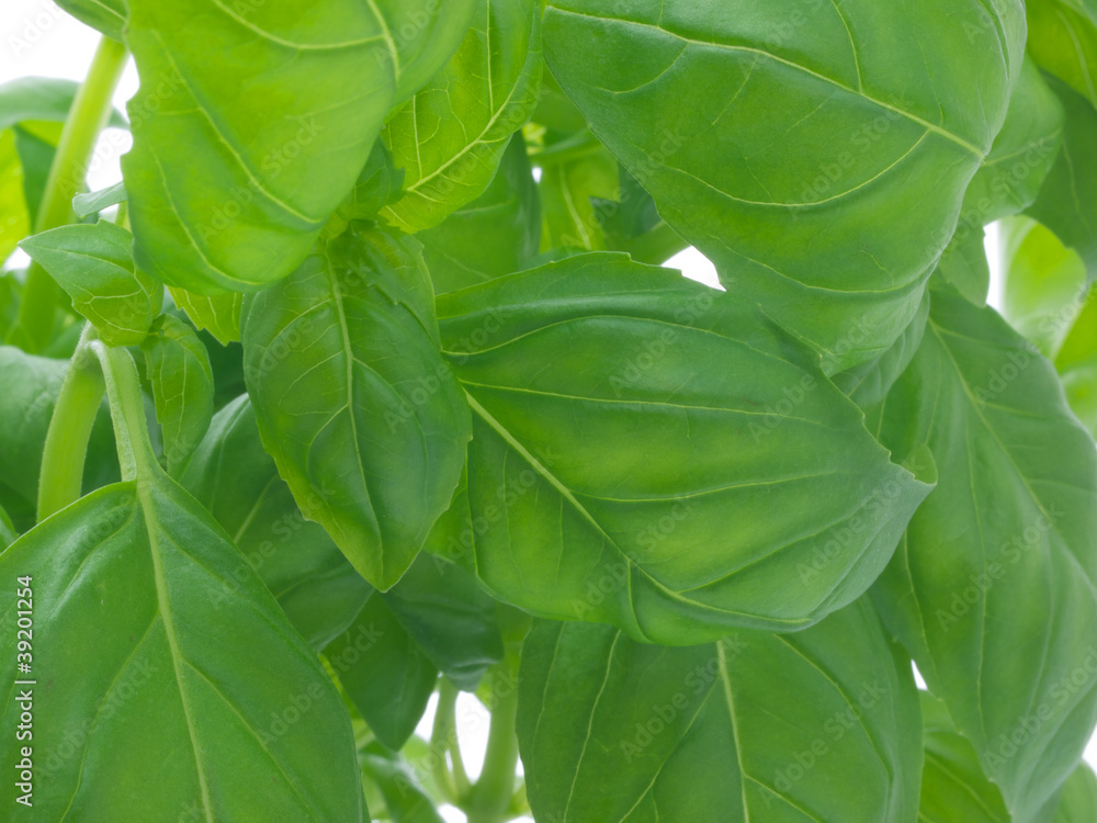 Obraz premium Bazylia