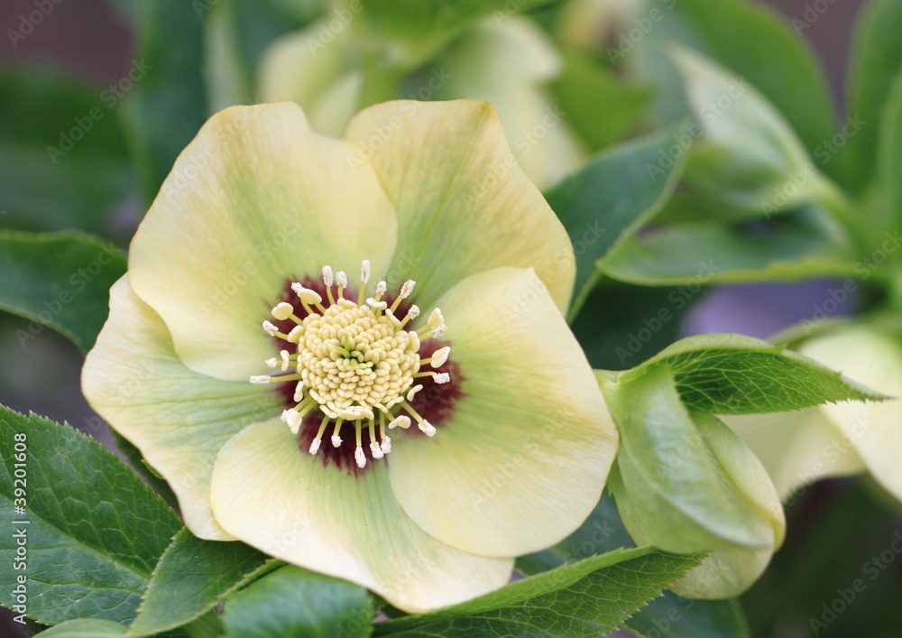 Obraz premium 早春に咲いたレンテンローズ