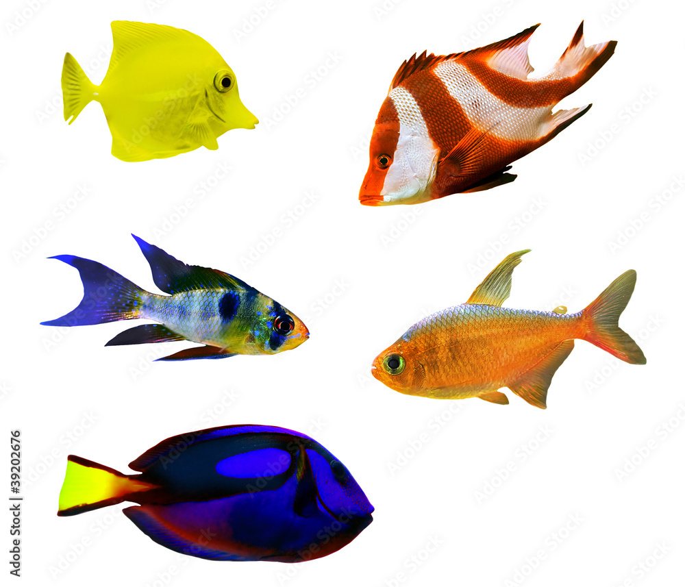 Fototapeta premium five isolated tropical fishes
