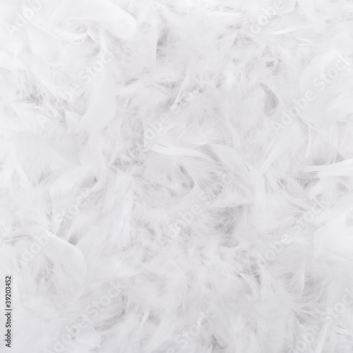 White Feathers Texture