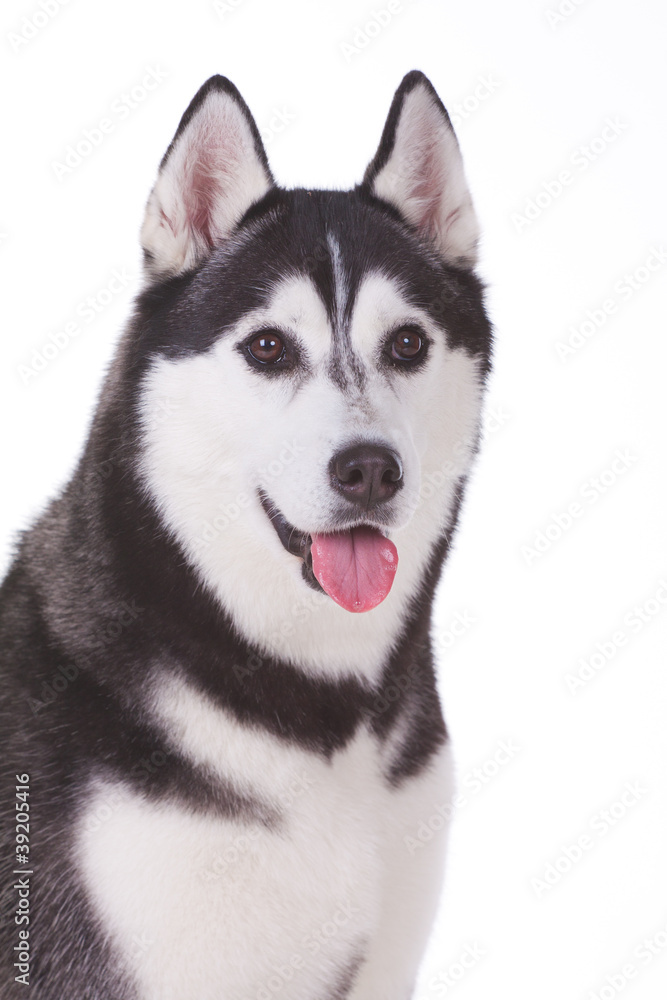 Obraz premium dog