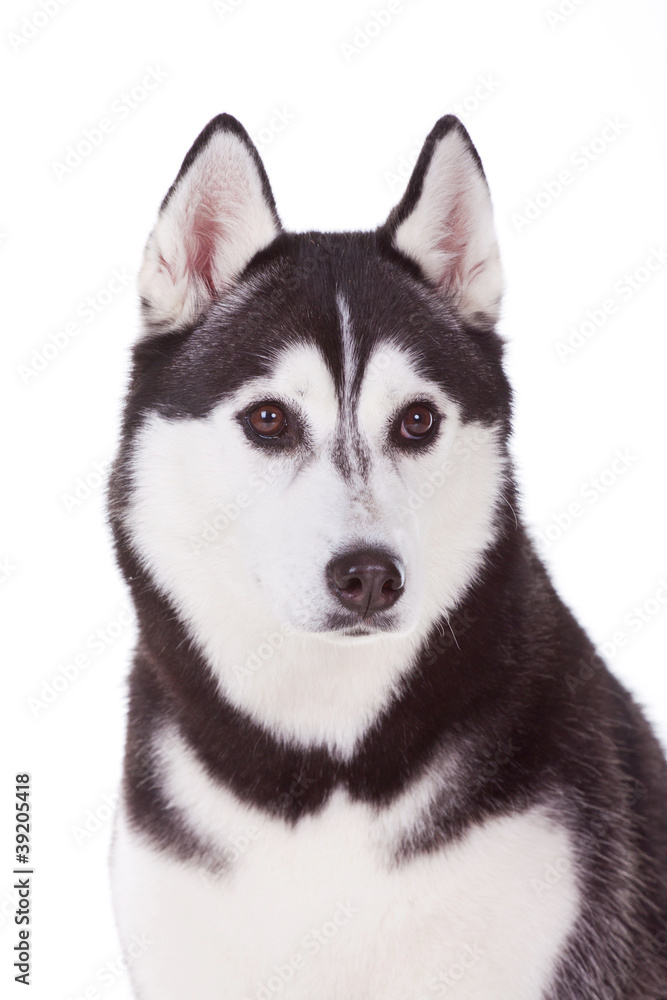 Obraz premium dog