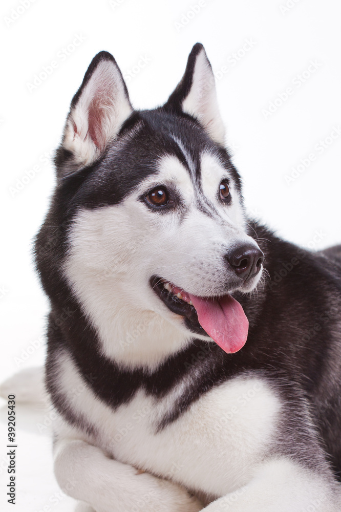 dog dog