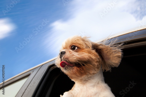 Fototapeta Naklejka Na Ścianę i Meble -  Dog in a Car Window and enjoy road trip