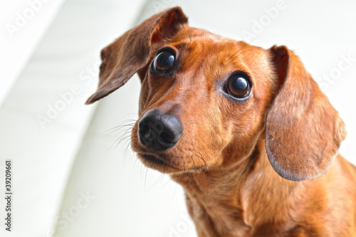 dachshund dog © leungchopan