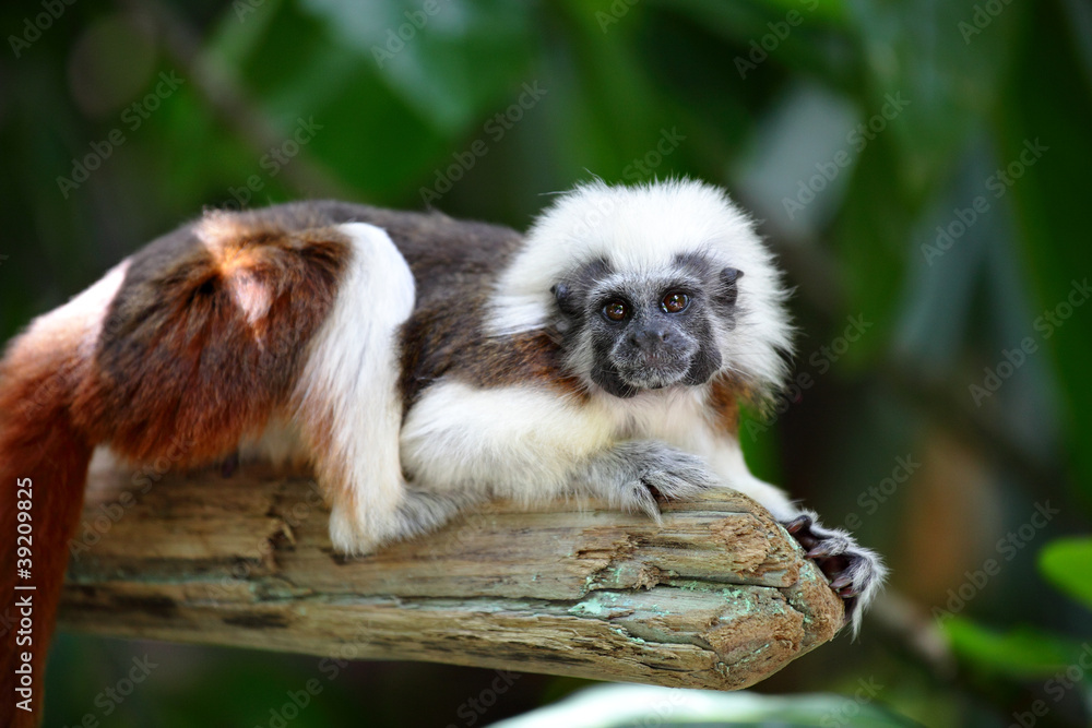 cotton top monkey cotton top monkey