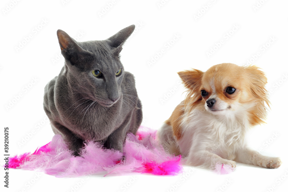 chihuahua et chat oriental
