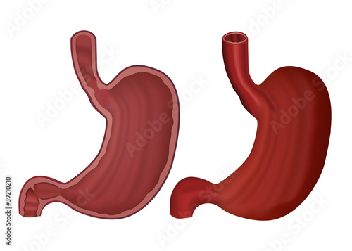 gastric stomach medical vector illustration