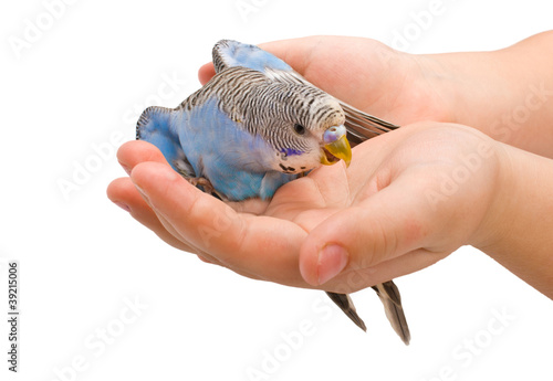 Wavy parrot in hands