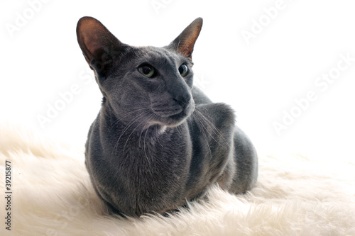 Foto oriental cat