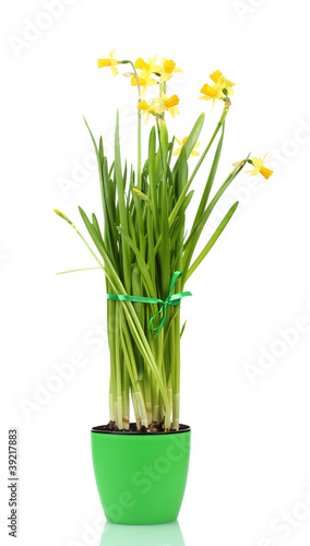 beautiful yellow daffodils in a flowerpot isolated on white