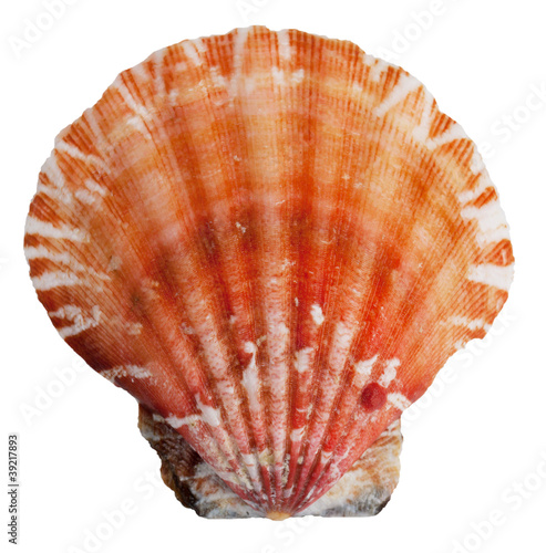 The shell clam ocean