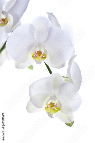 White orchid