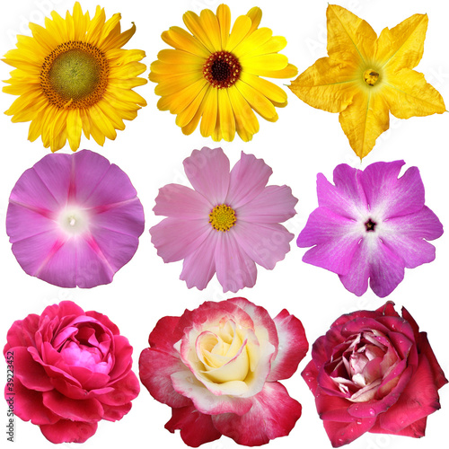 Fototapeta Naklejka Na Ścianę i Meble -  Flower collection isolated on white background
