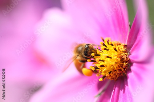 蜜蜂とコスモス