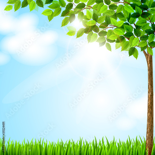 Tree with green leaves growing on the glade