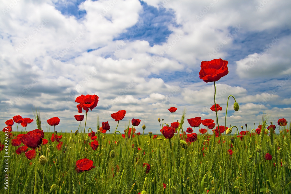 Fototapeta premium field of poppies