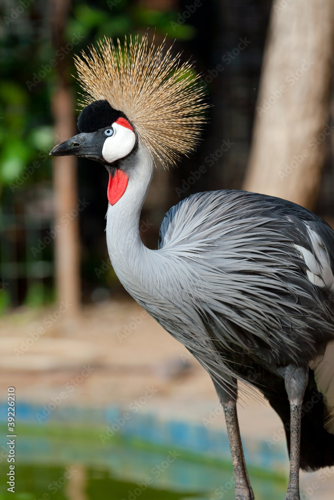 Fototapeta premium Crowned crane shows it self in the zoo