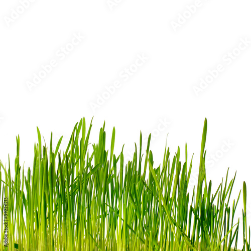 grass isolated