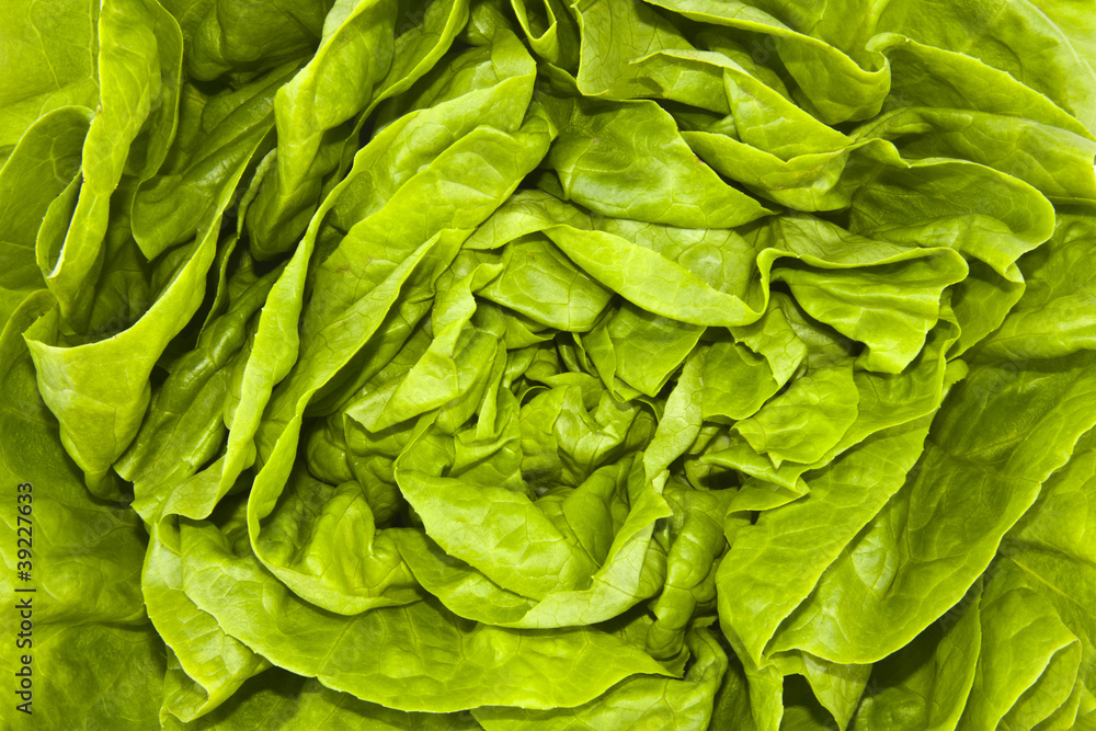 lechuga fresca lechuga fresca