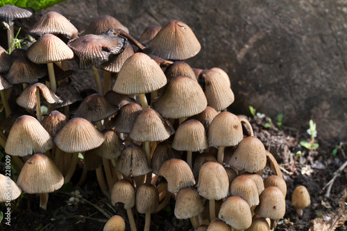 Toadstool , mushroom