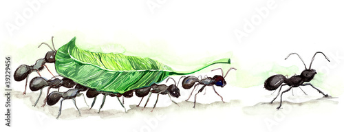 ants team (series C)