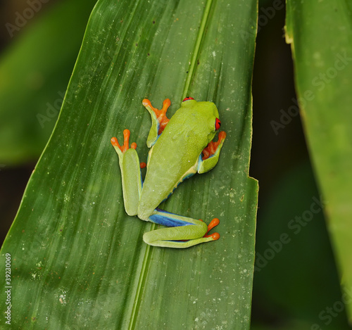 Tree Frog photo