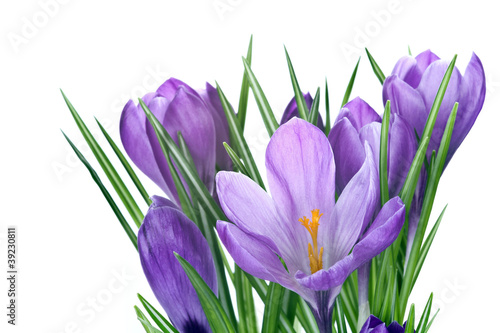 Fototapeta Naklejka Na Ścianę i Meble -  Krokusse, isoliert