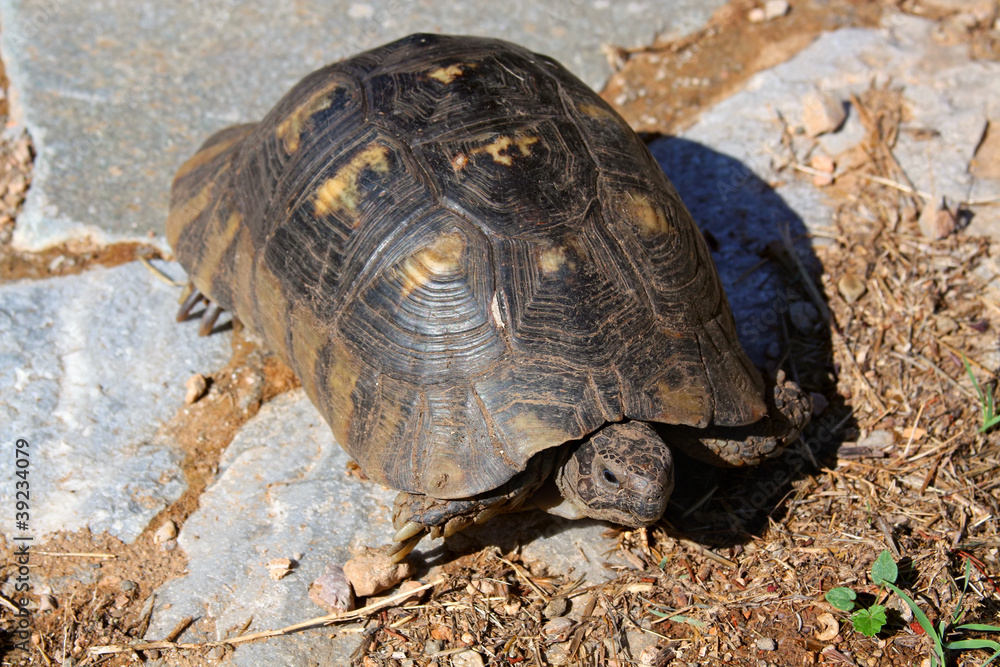 Obraz premium Tortoise