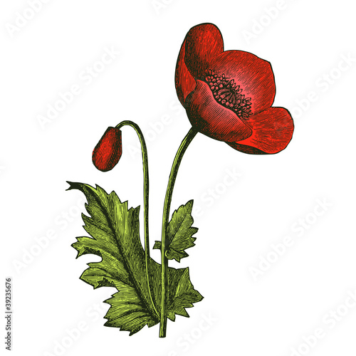 Pavot (papaver somniferum)