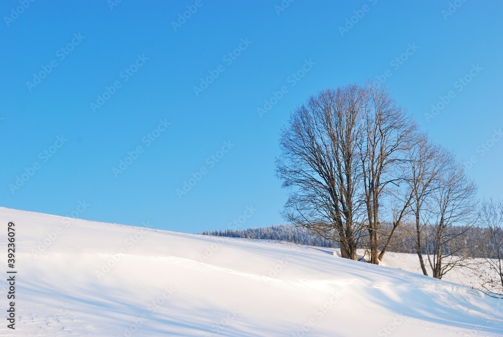 Tree in snow Tree in snow