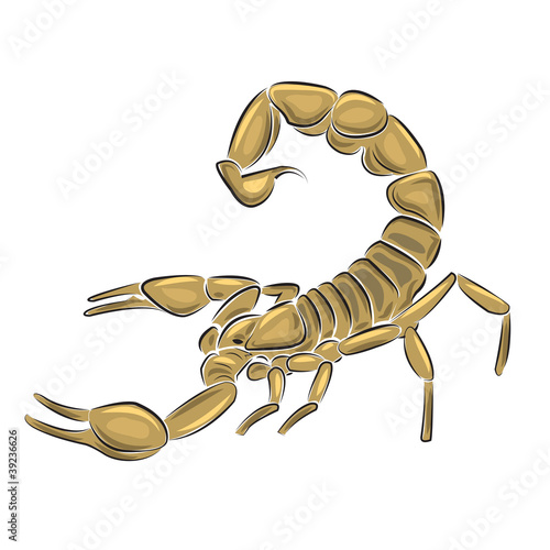Scorpion isolated on white background