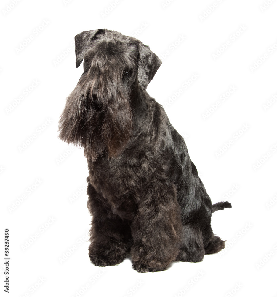 Miniature Schnauzer black Miniature Schnauzer black