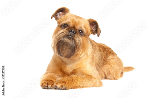 Fototapeta Naklejka Na Ścianę i Meble -  griffon bruxellois