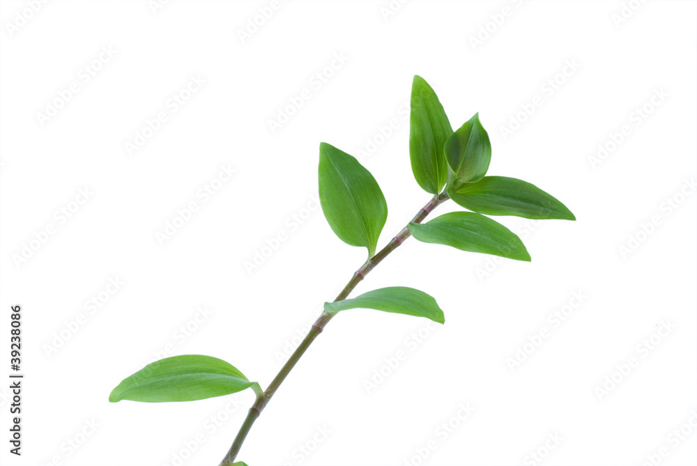 branch of Tradescantia branch of Tradescantia