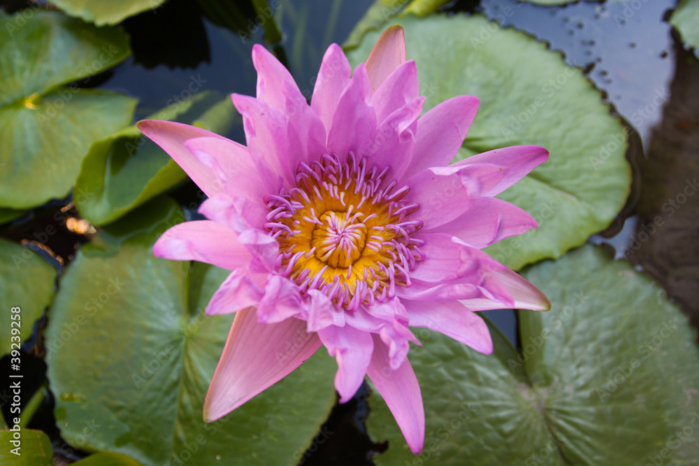 seerose seerose