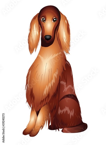 Irish setter