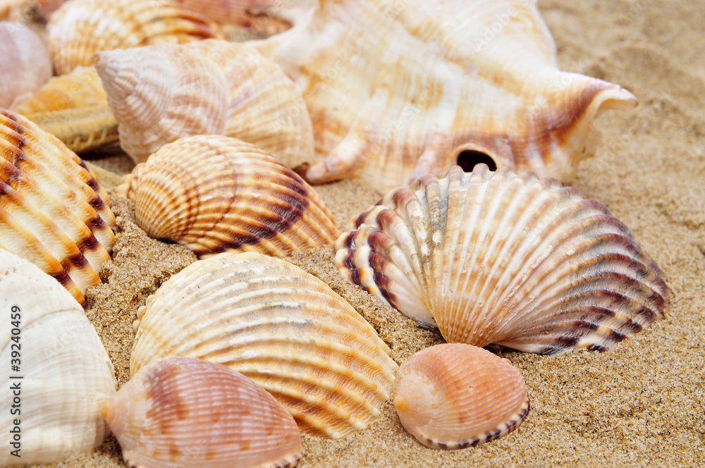 seashells seashells