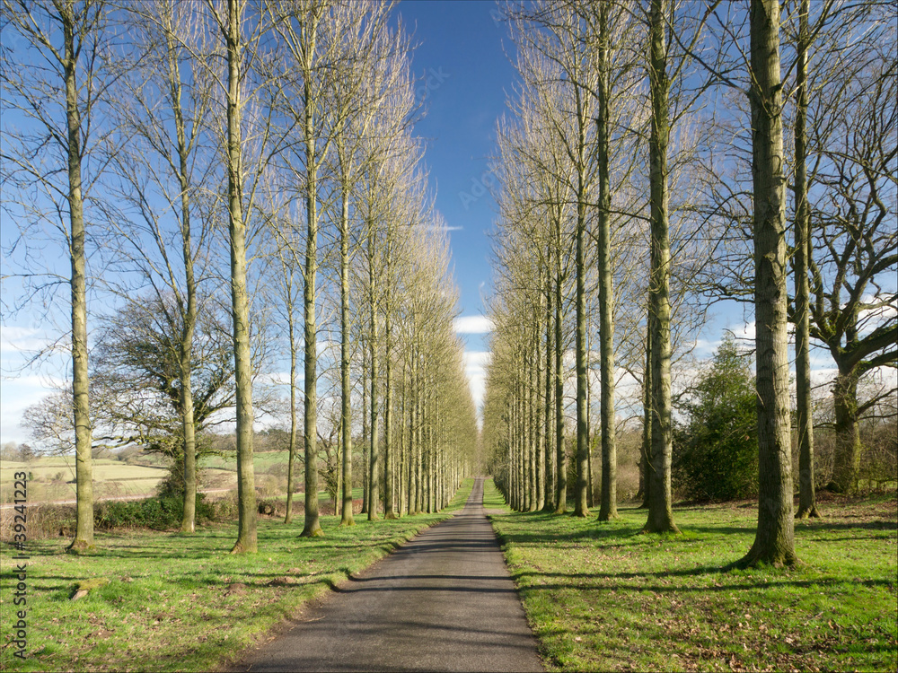 Fototapeta premium trees