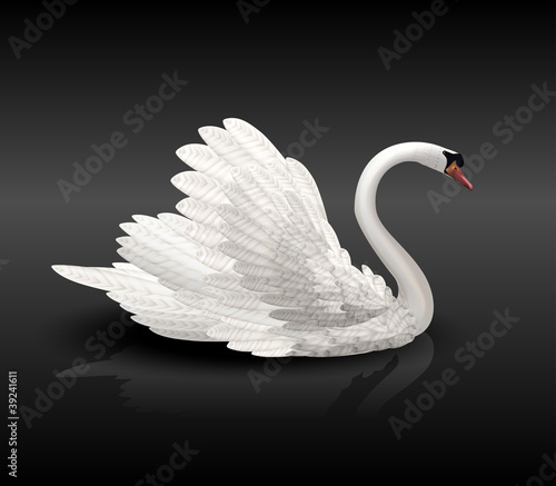 Fototapeta Naklejka Na Ścianę i Meble -  White swan on black water with reflection