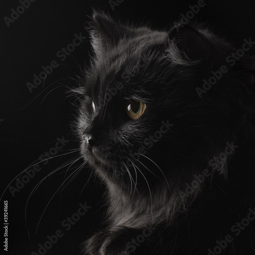 black persian cat on black background