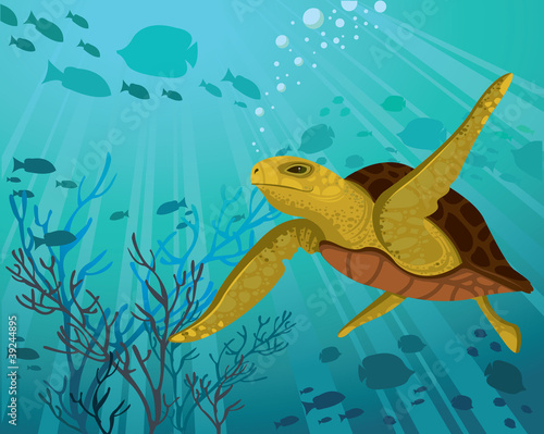 Sea turtle