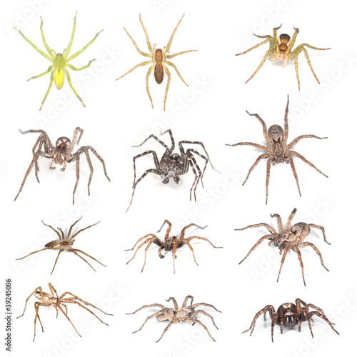 European Wolf spiders and raft spiders isolated
