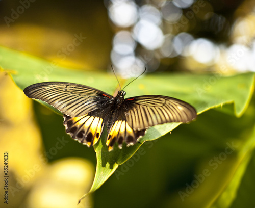 Butterfly feeding on spring flower. photo