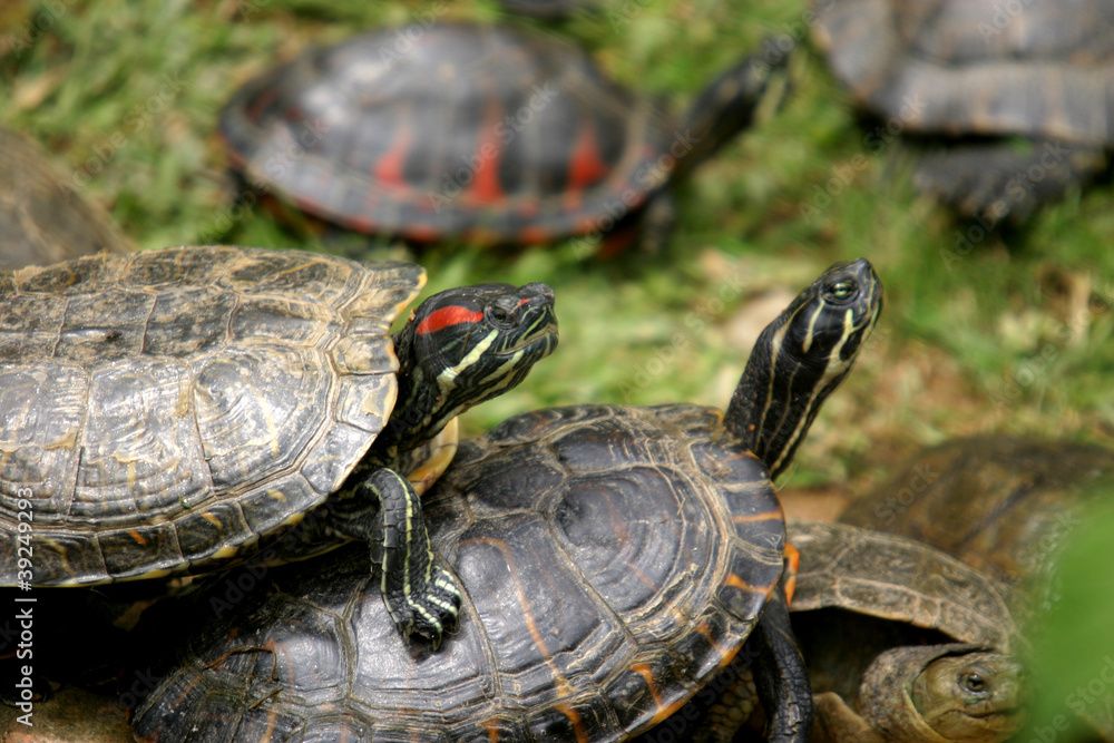 animal nature photo, Red-eared Slider (Trachemys scripta elegans animal nature photo, Red-eared Slider (Trachemys scripta elegans