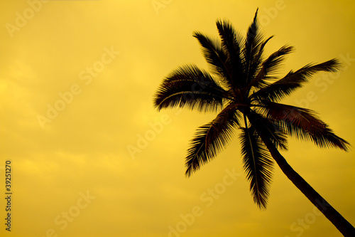 lonely palm at sunset